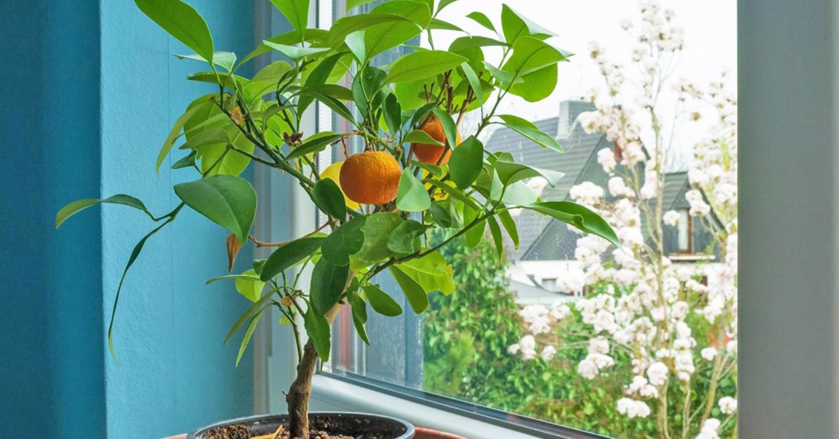 Уход за мандариновым деревом в домашних условиях – Цветы – Домашний